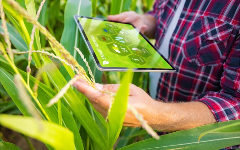 a person checking the farm